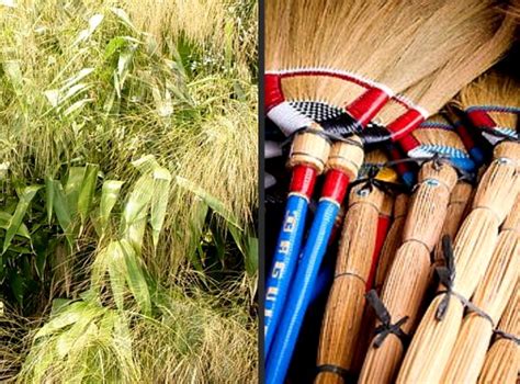 How to make Broom (Tiger Grass) or Walis Tambo.